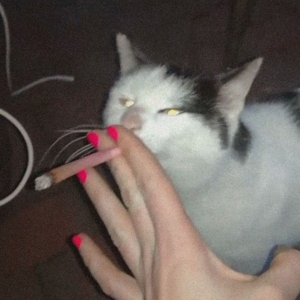 ʀᴀʏ
