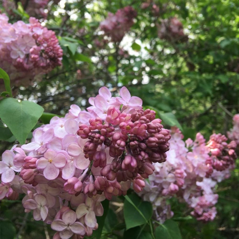 Sweetblossomhill