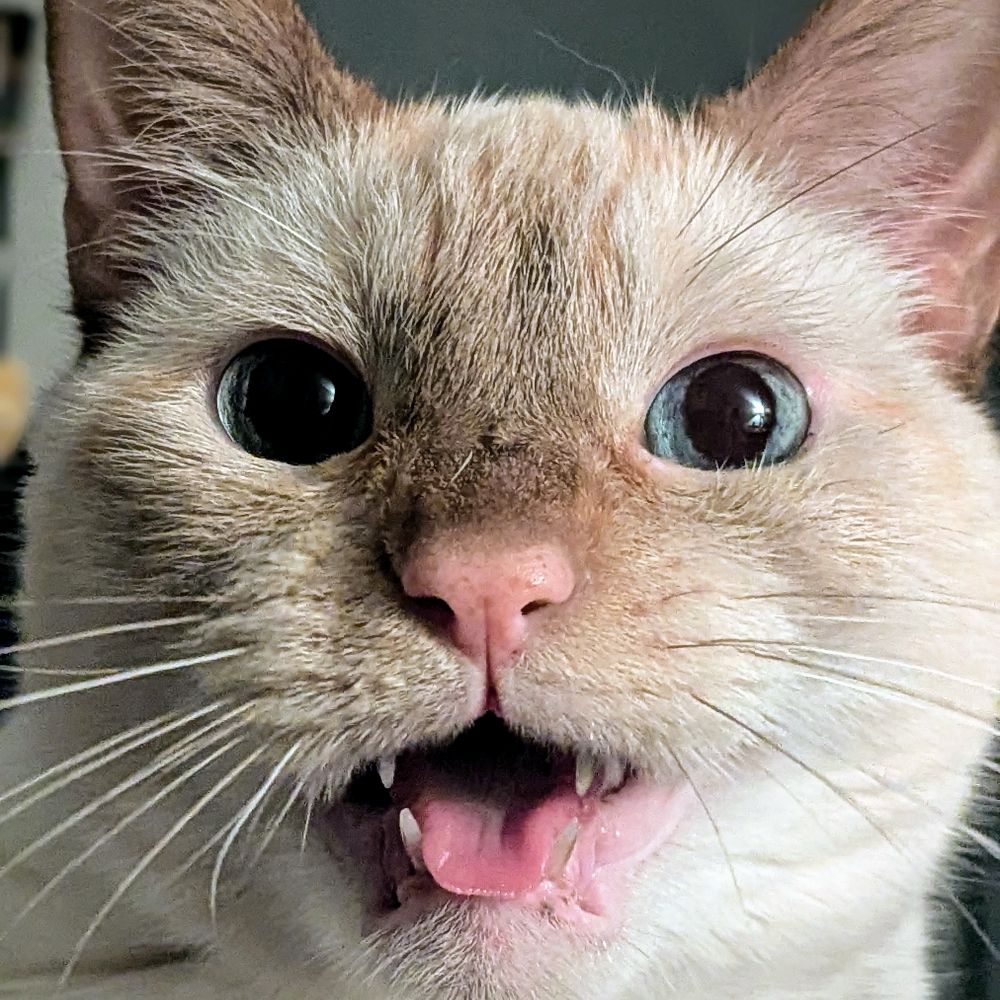 Grotesk Animal