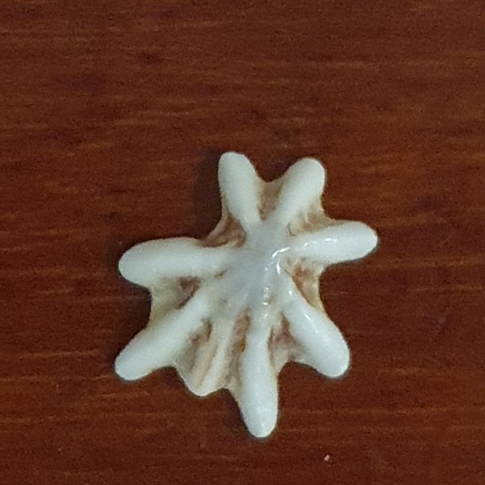 Fatmata Camara