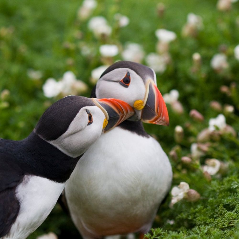 Birding UK/IRE