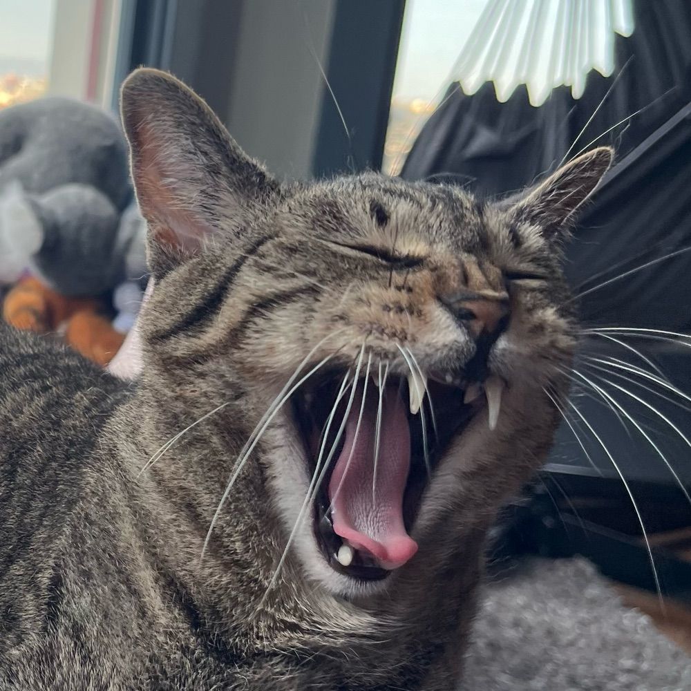 Krys Cat
