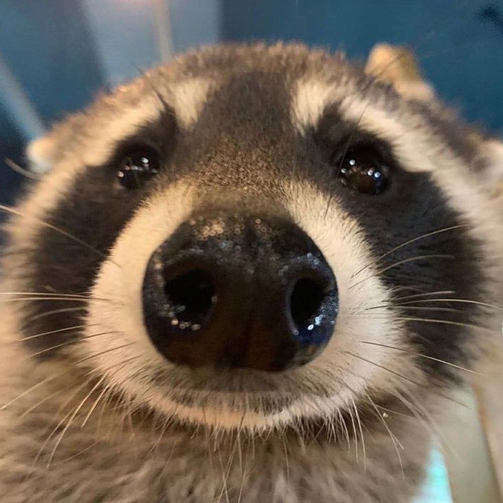 Rangisederp