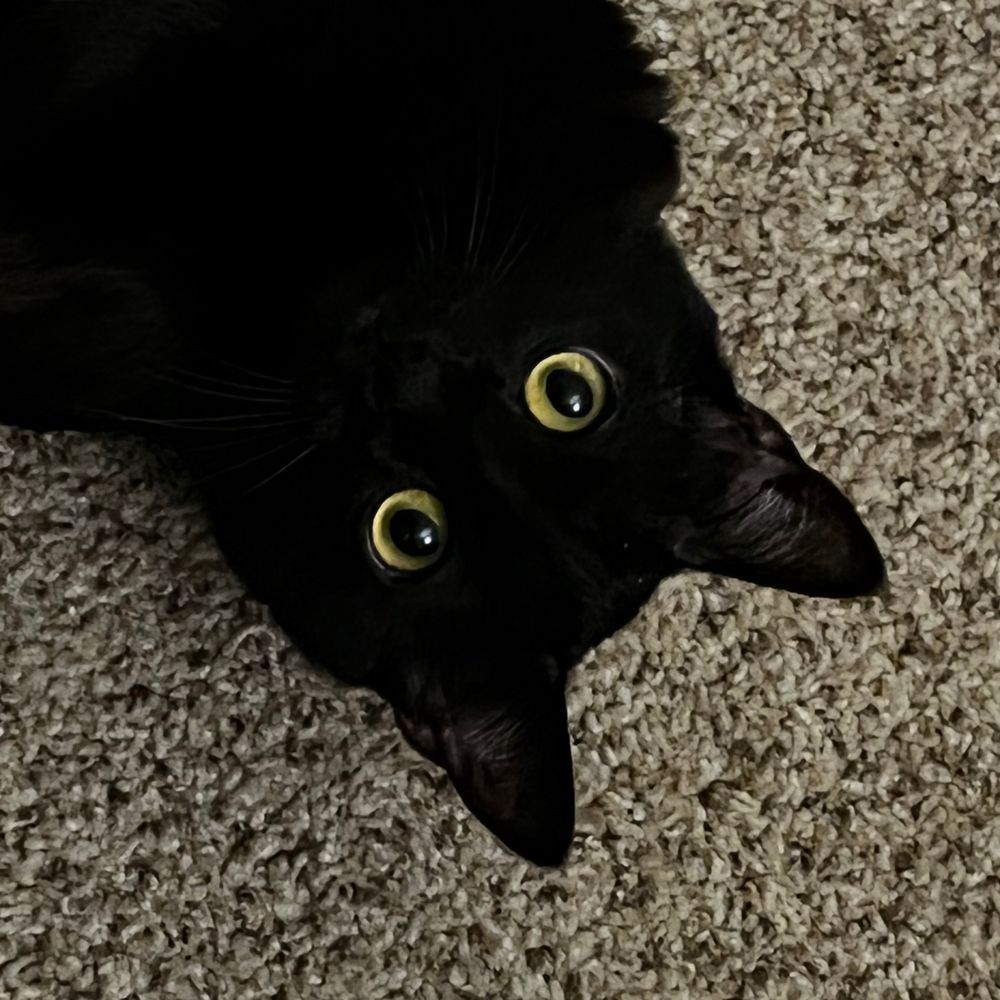 Spoingus