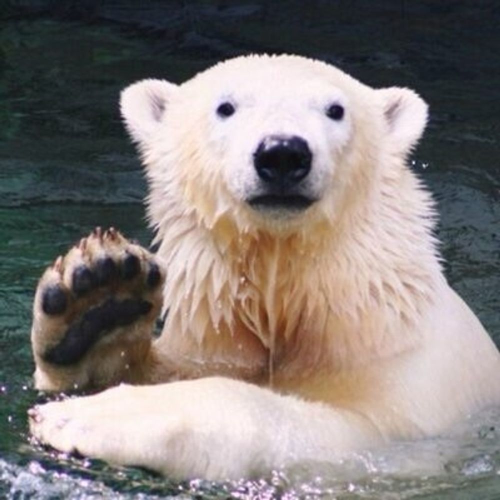 かんなり🐻‍❄️