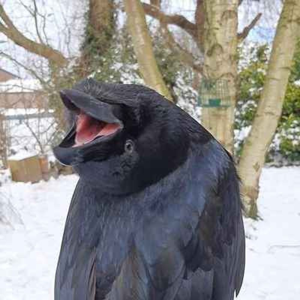Caw Caw