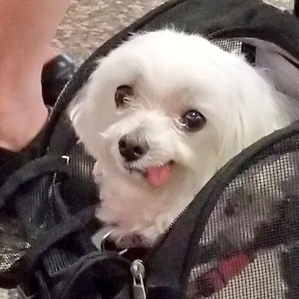 gremlin vibes