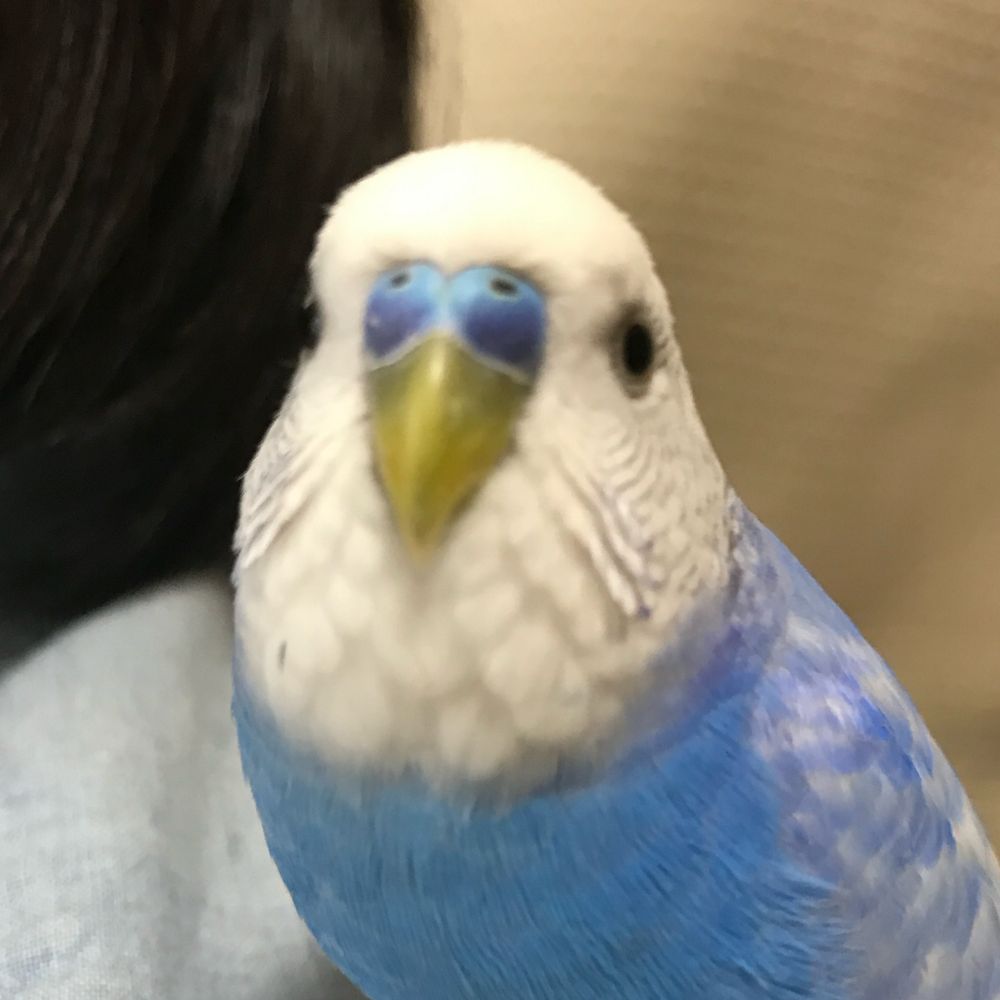 cecil