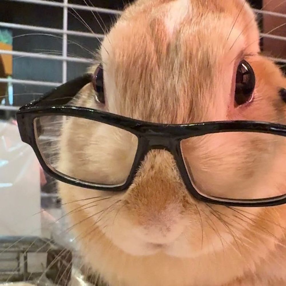 Ash 🐰