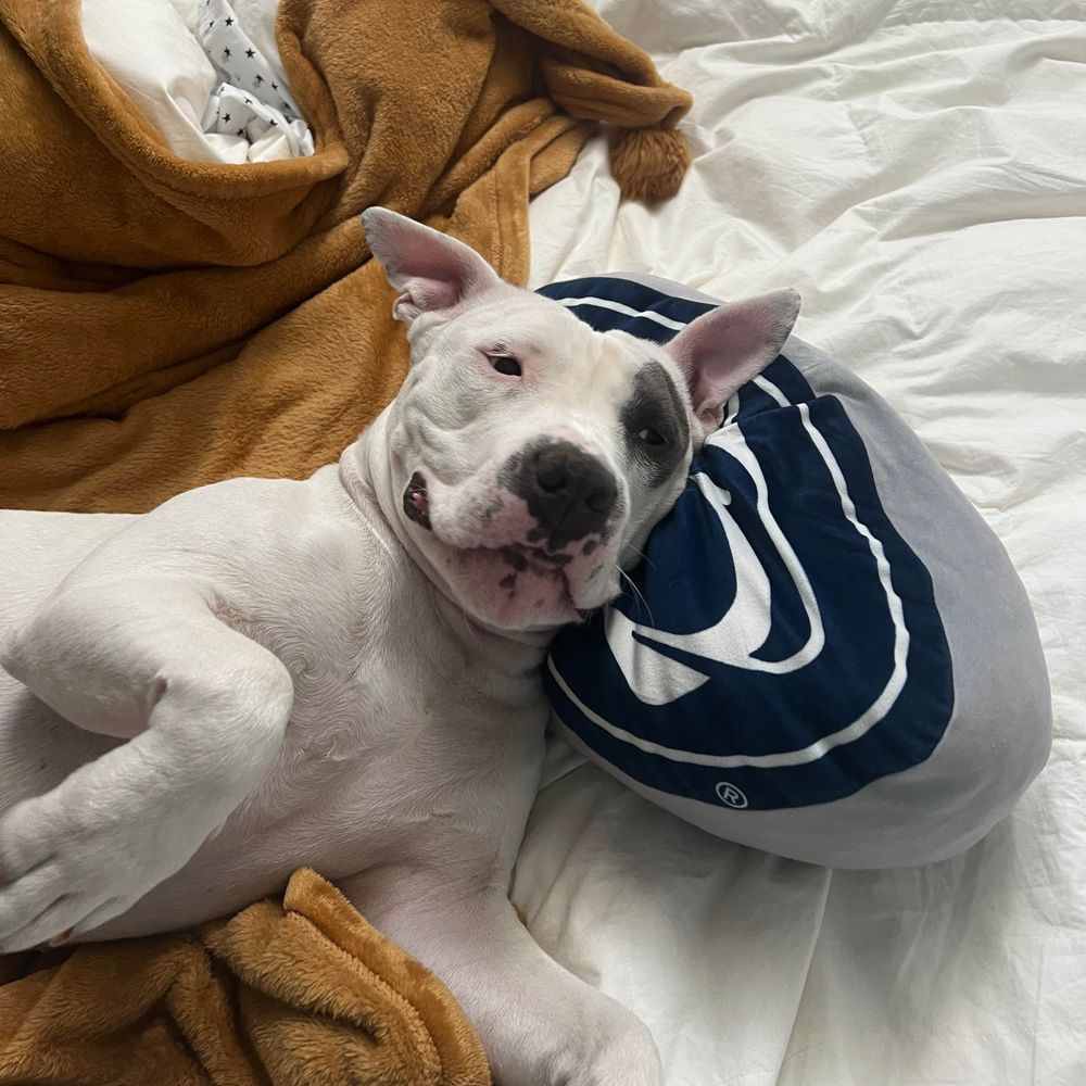 Dr. Herbert Wolfe 🚑👨🏻‍⚕️🏥💉🐶🏈