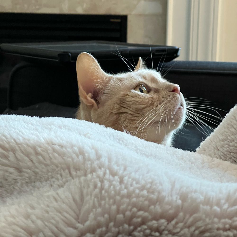 Eliza