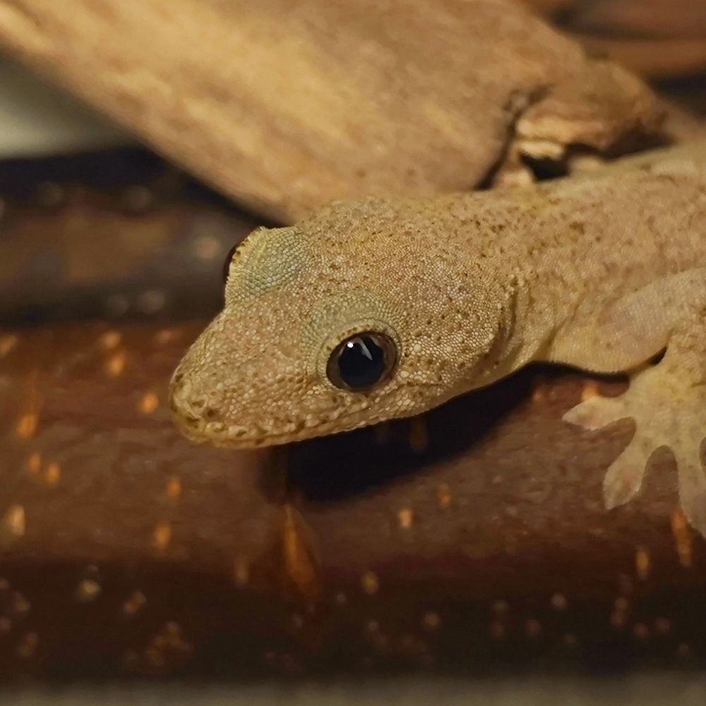 へぷち🦎