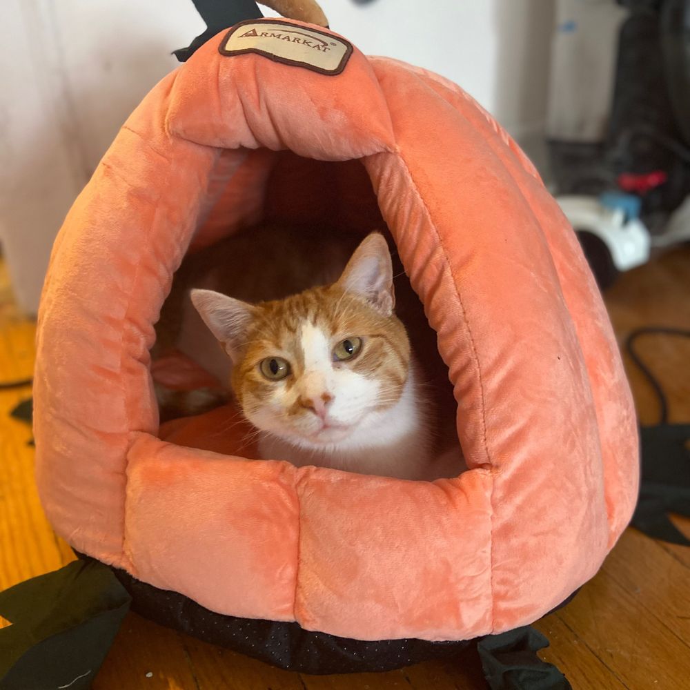 Just some cat pics