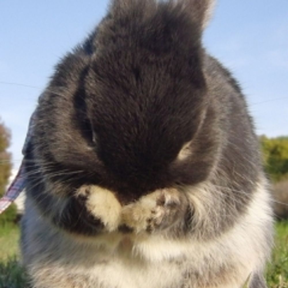 元うさぎ飼い主