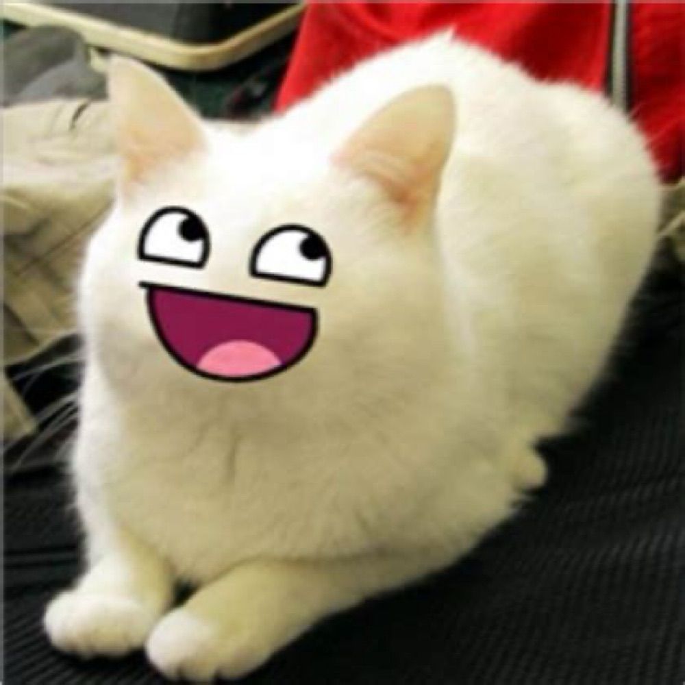 niftycat