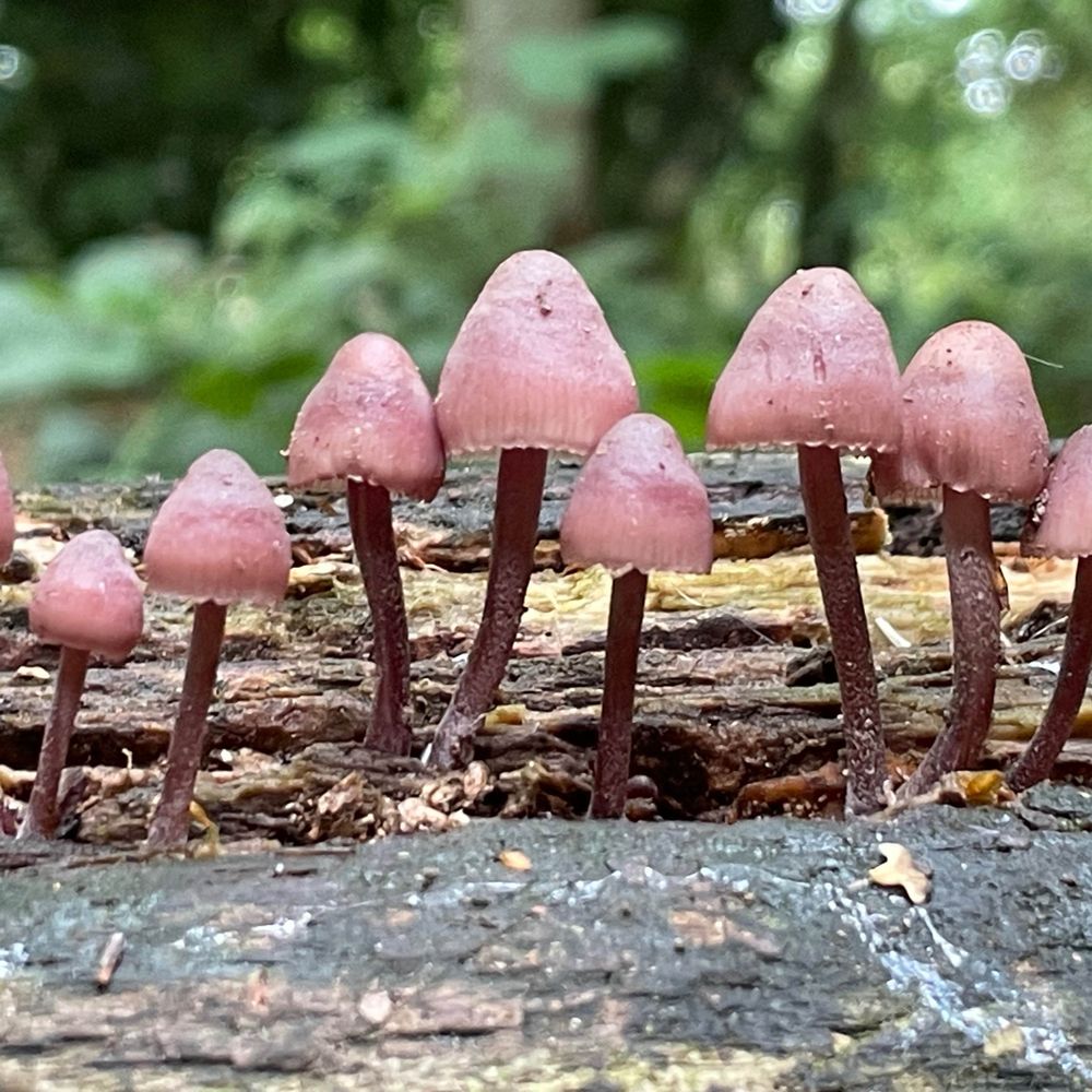 naomi-jones.bsky.social