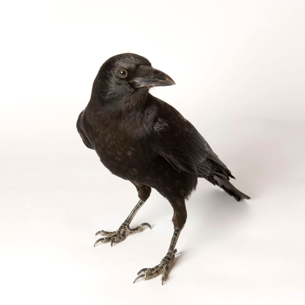 Robert Corvid 's avatar