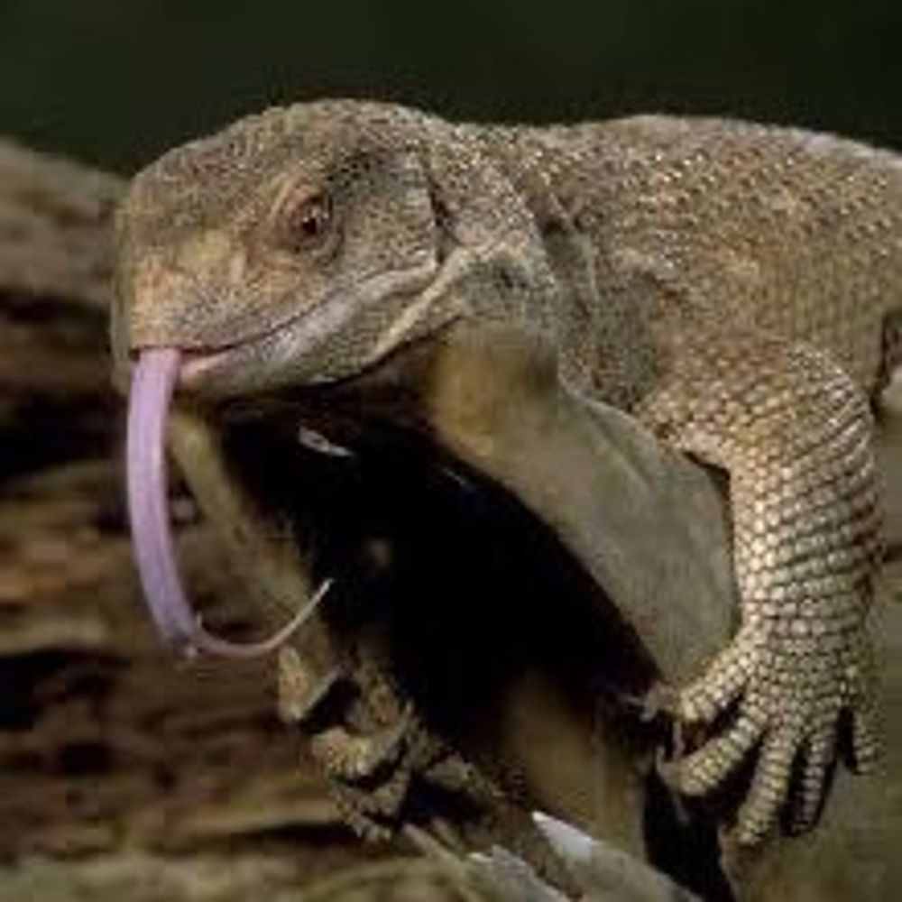 A Monitor Lizard