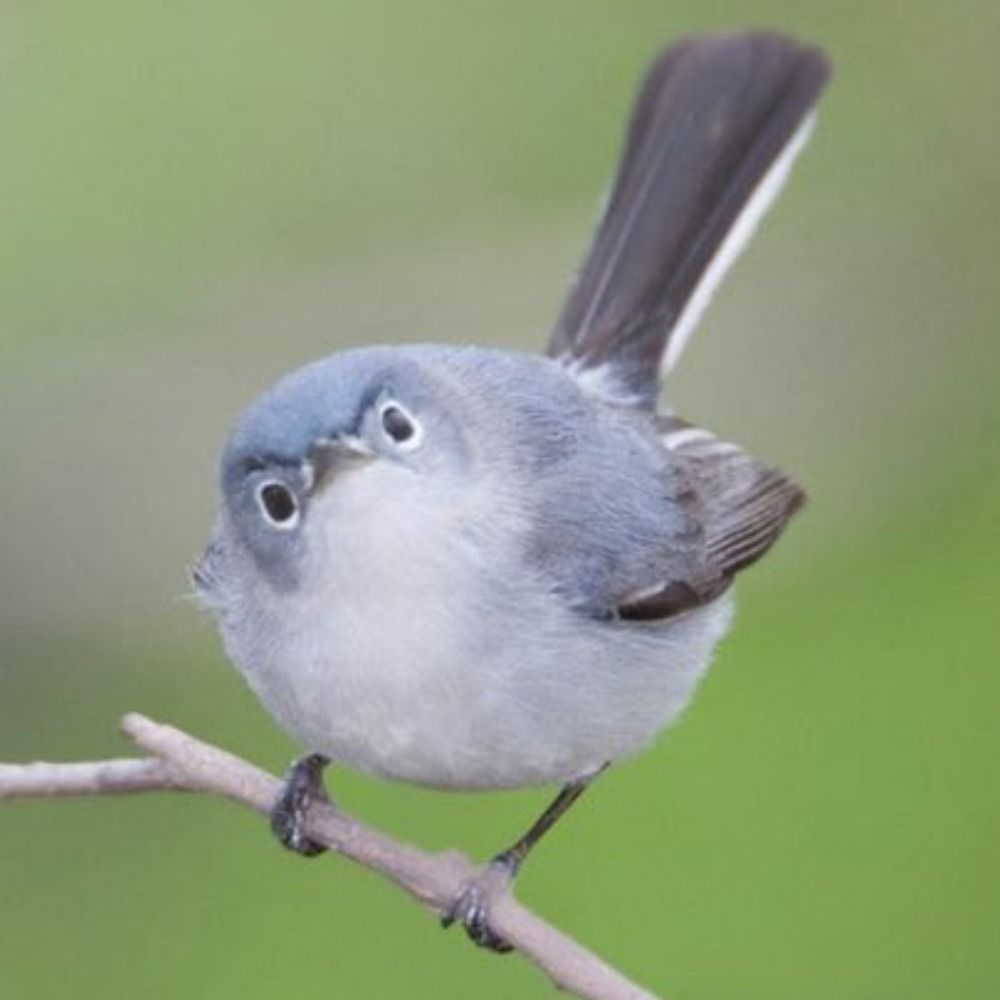 General Counsel of Bird CHOAM