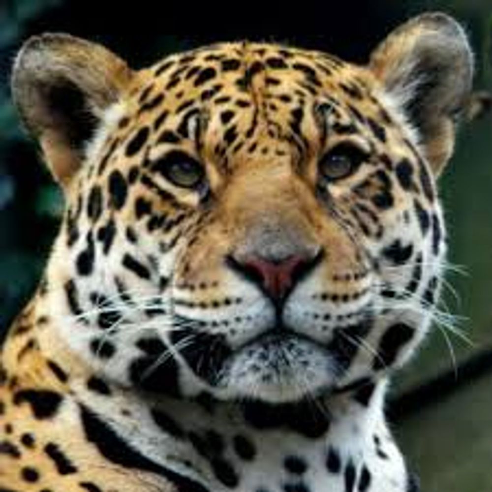 Profile picture jaguar47.bsky.social