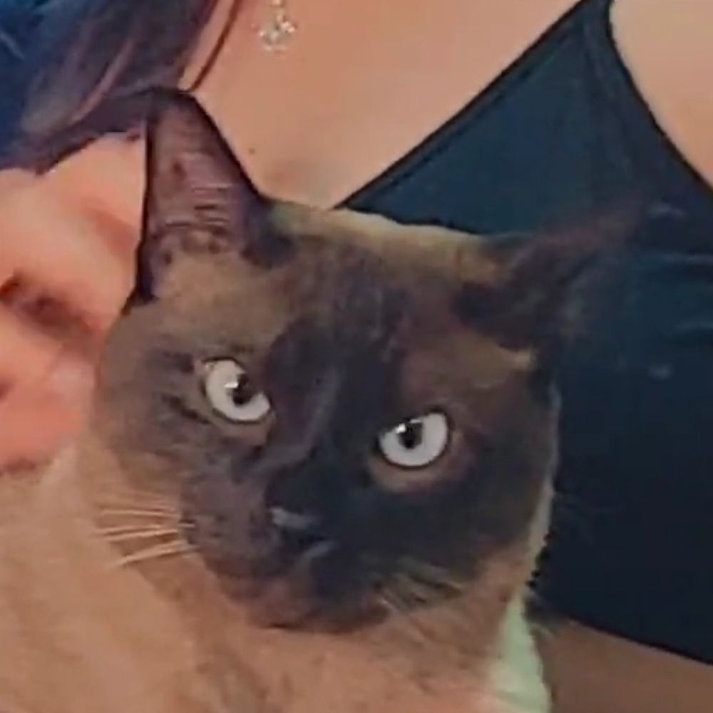 Ju
