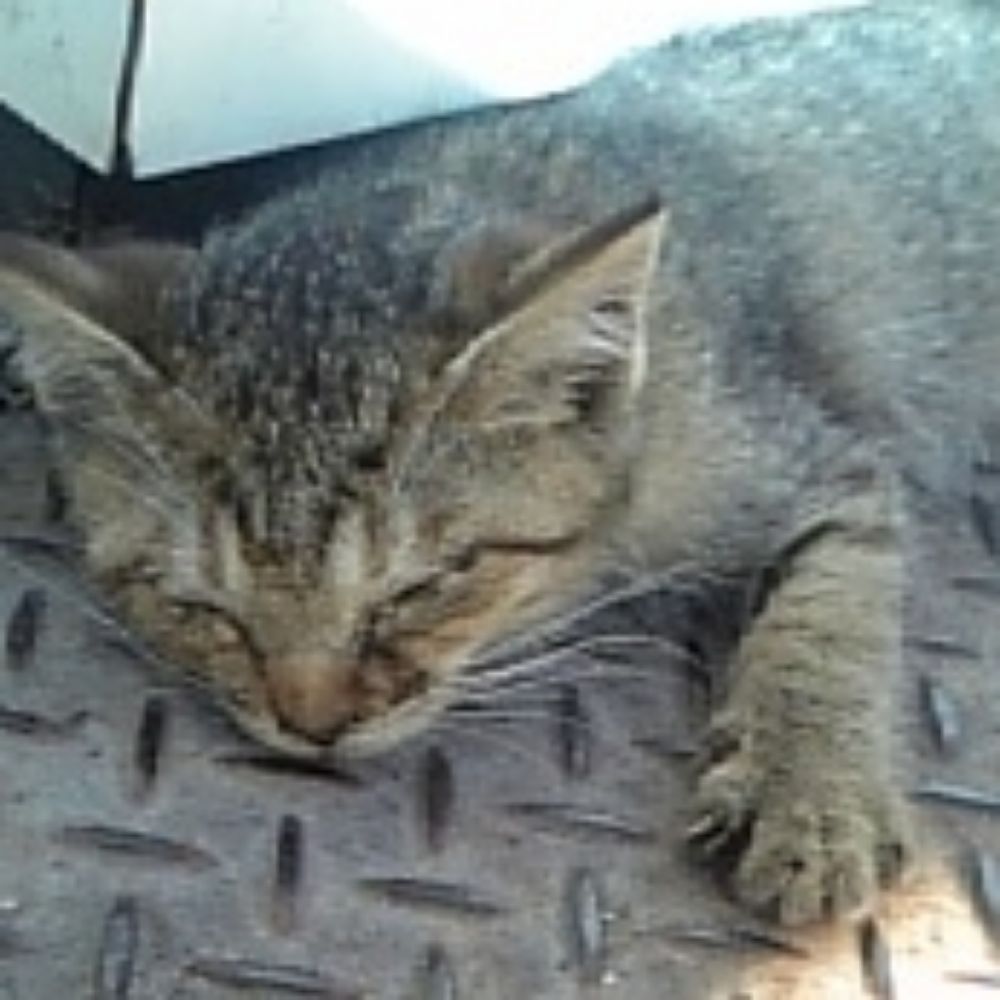 猫ナム・なめねこ(パメラと勇者)