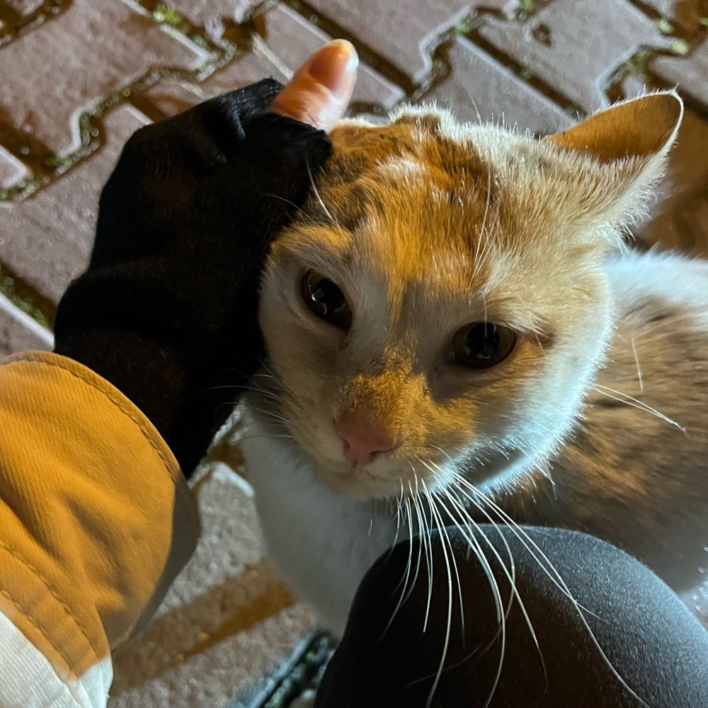 başak
