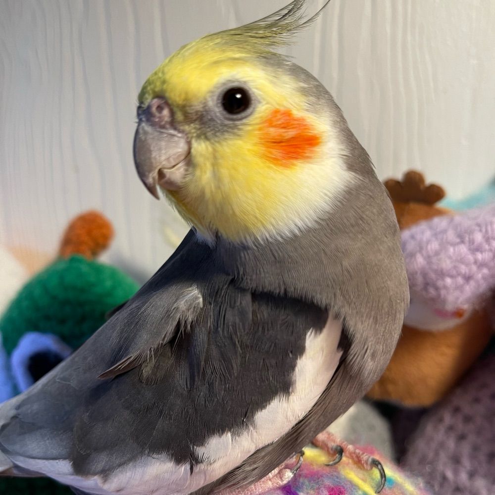 Loki the cockatiel