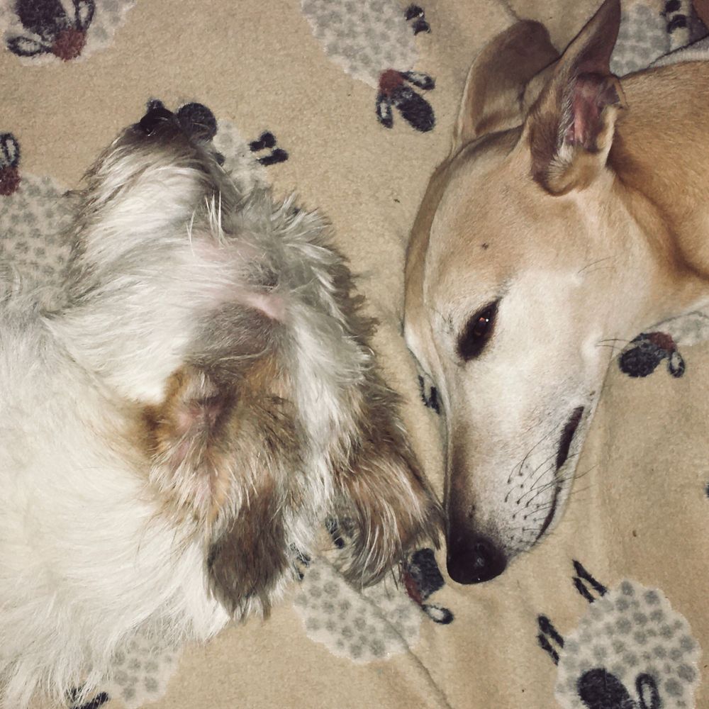 Patty Pants and Arthur Whippet 