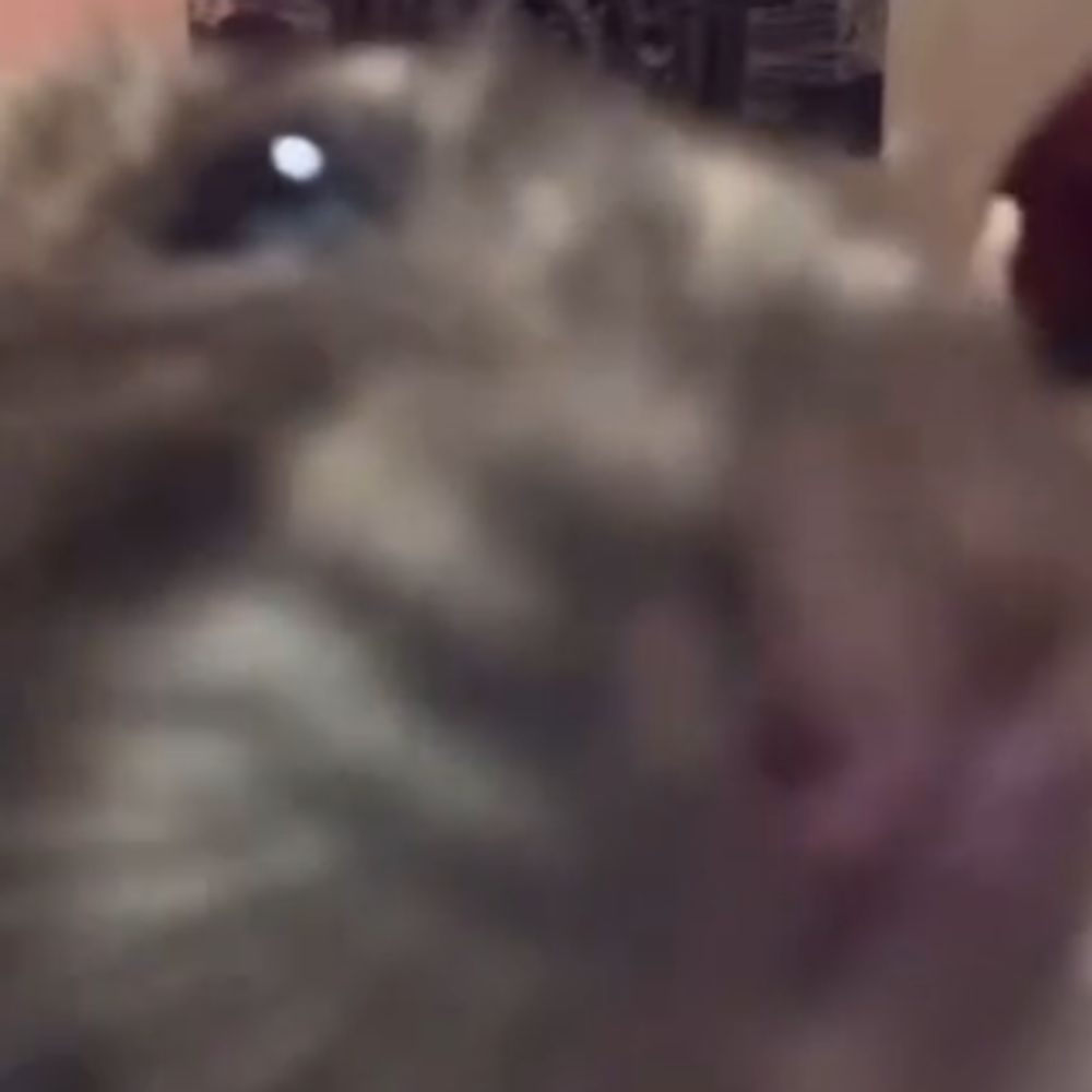 rödent
