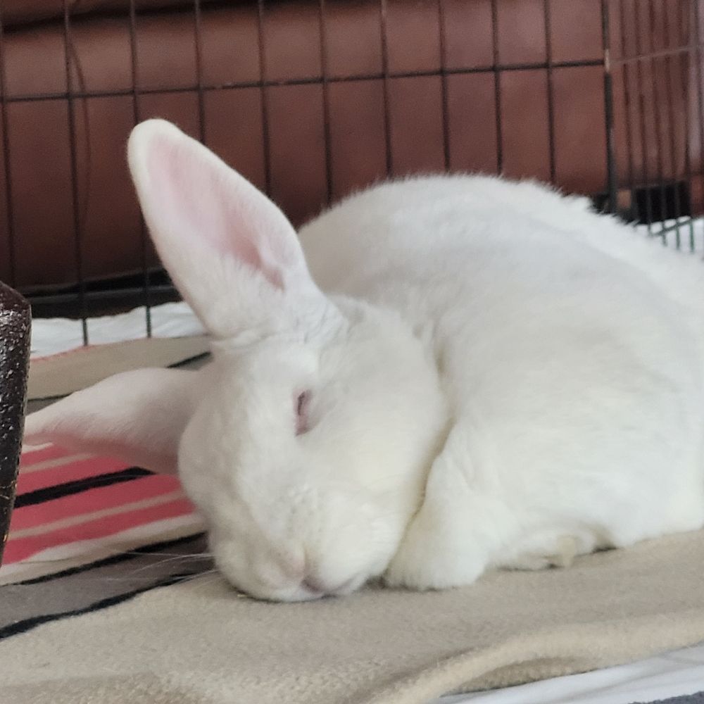 Bunmum420