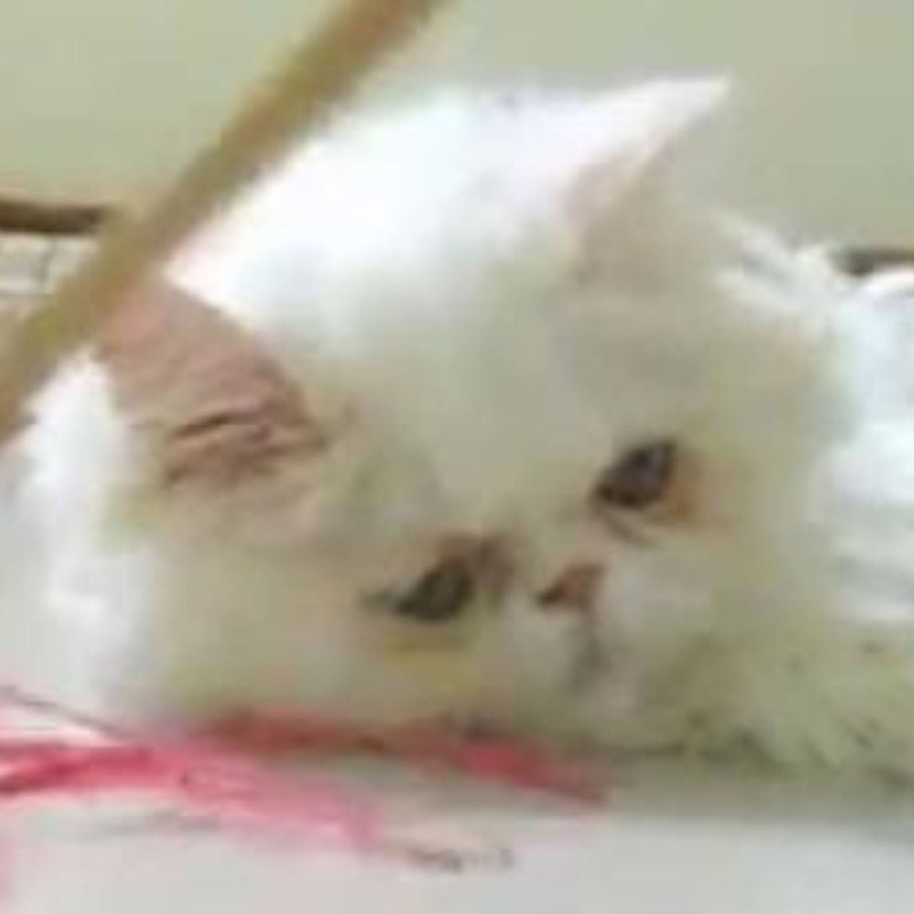 sad_persian_cat