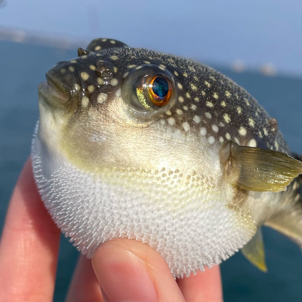 シーラカンス🎣