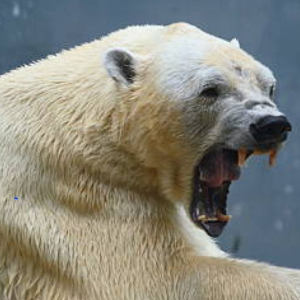 PolarBearVA68