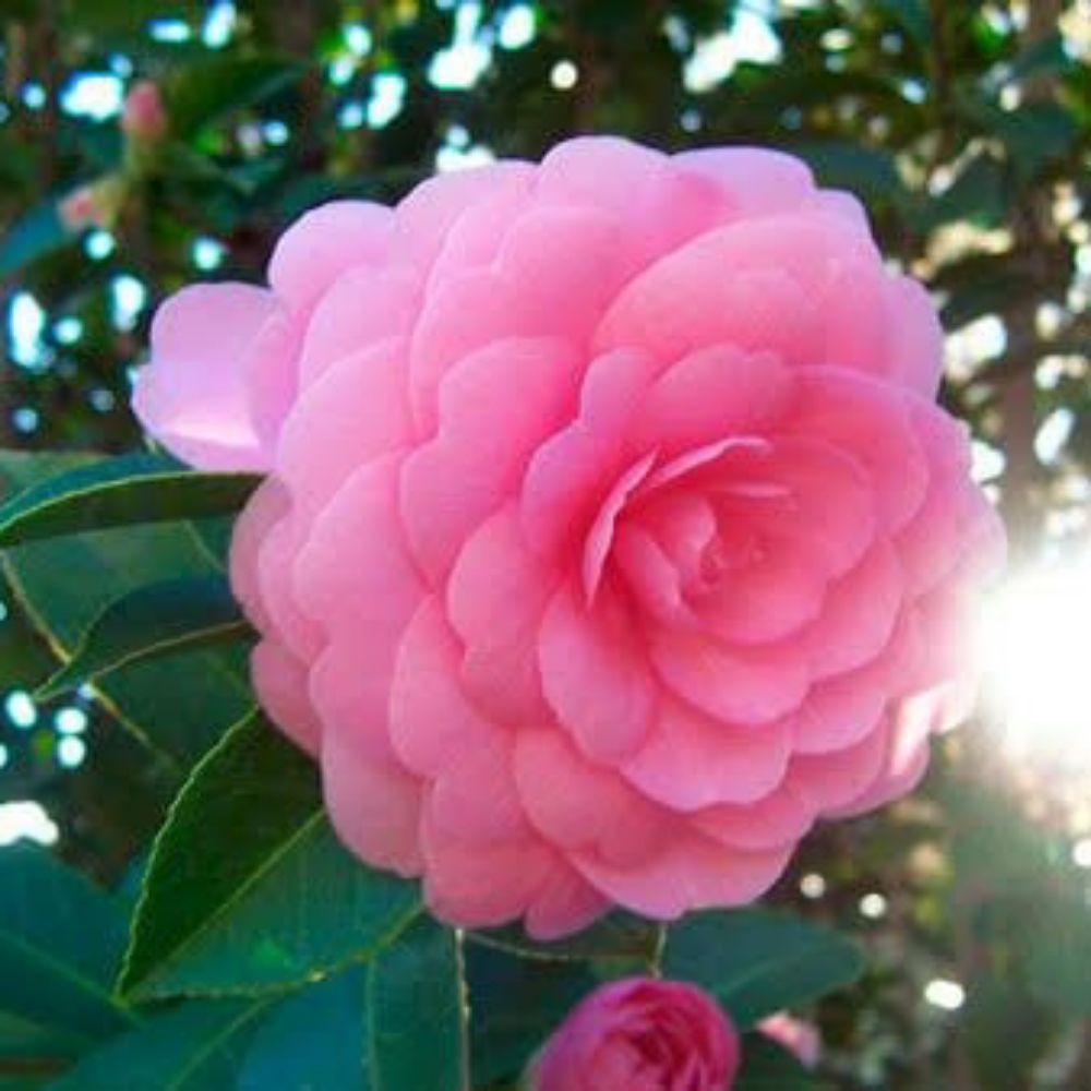 Camellia