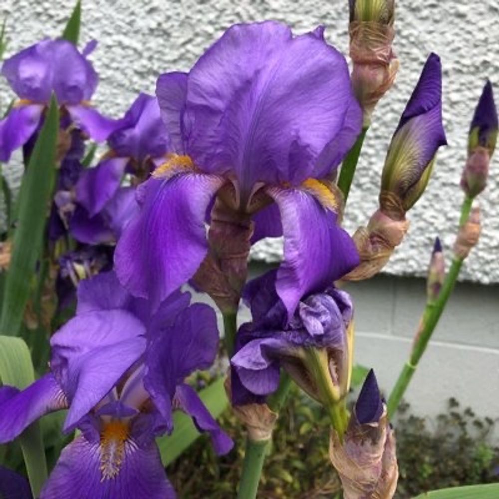 Iris