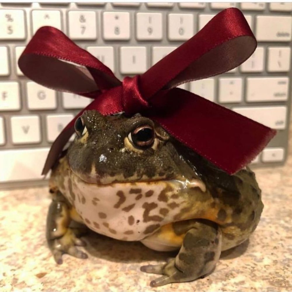 Simon the frog