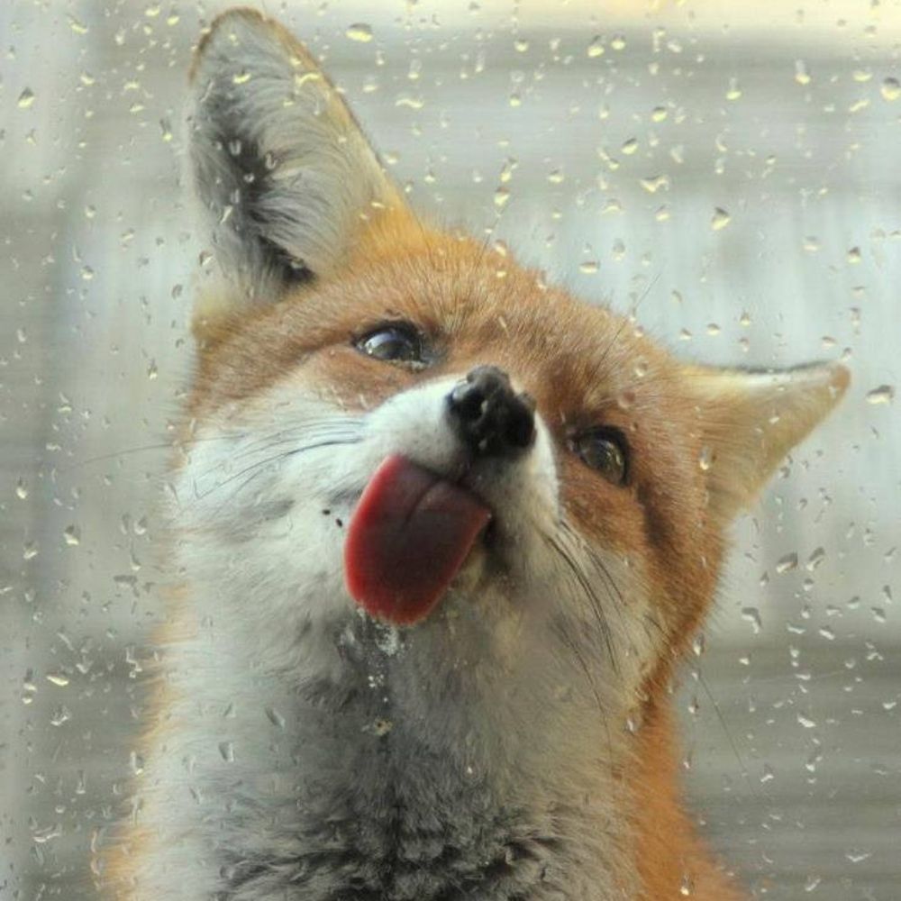 Just Foxing
