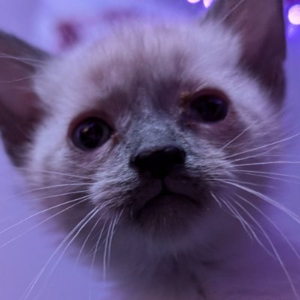 ♡ ~ Silly Cat Central ~ ♡