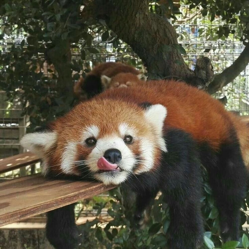 타오 렌