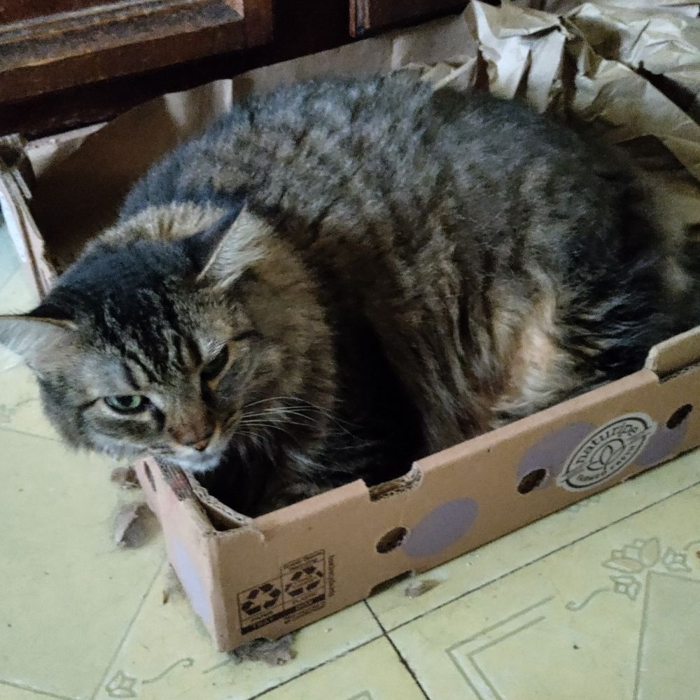 LilahKitty