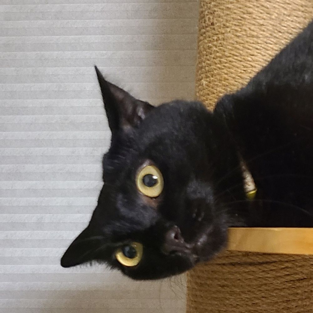 善元温子