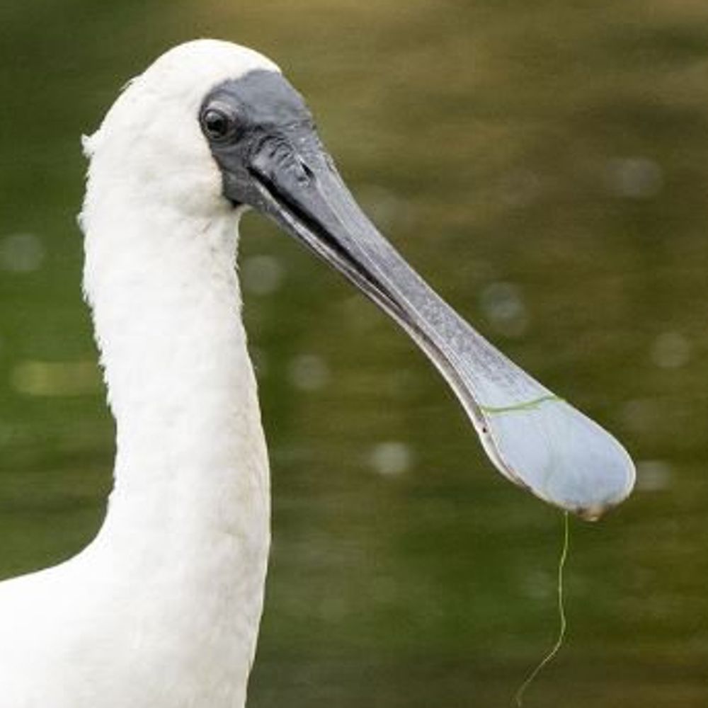 Spoonbill