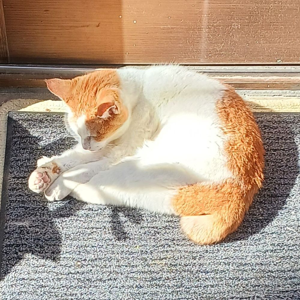 休憩中🐯🐾