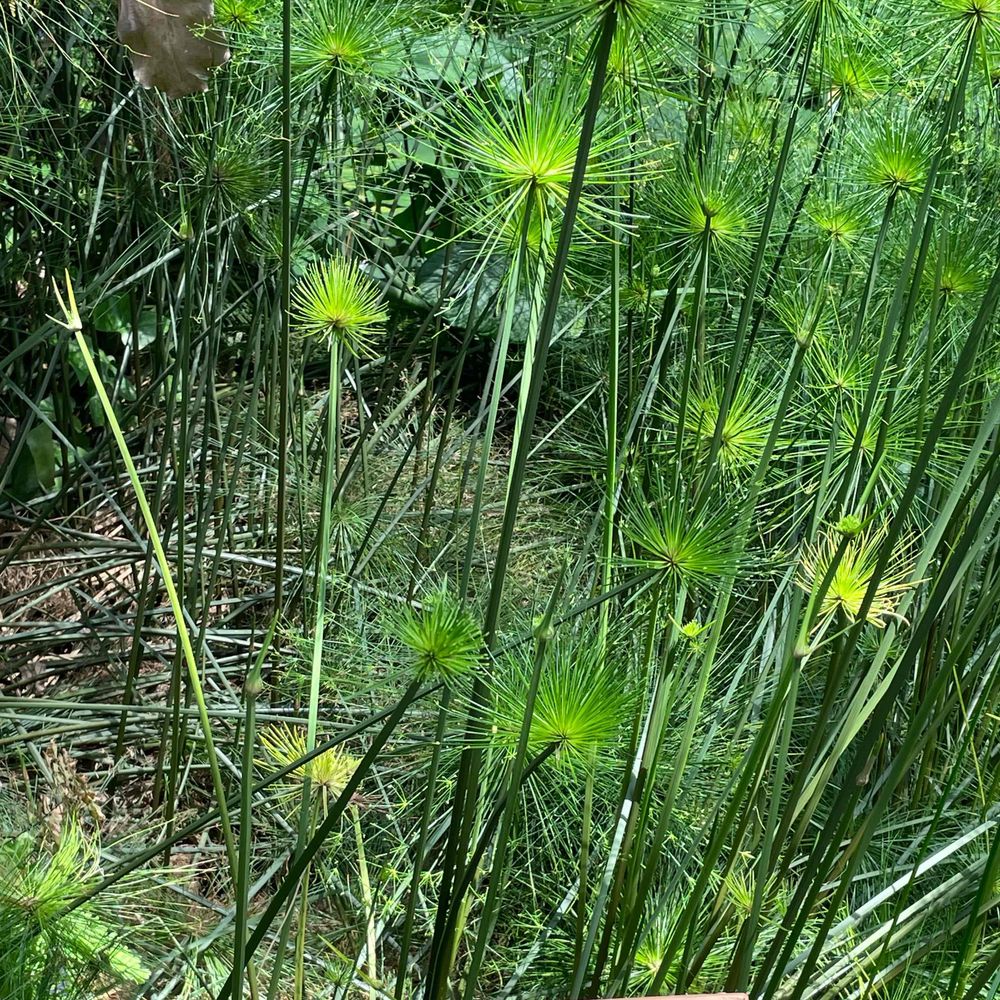 翠雨