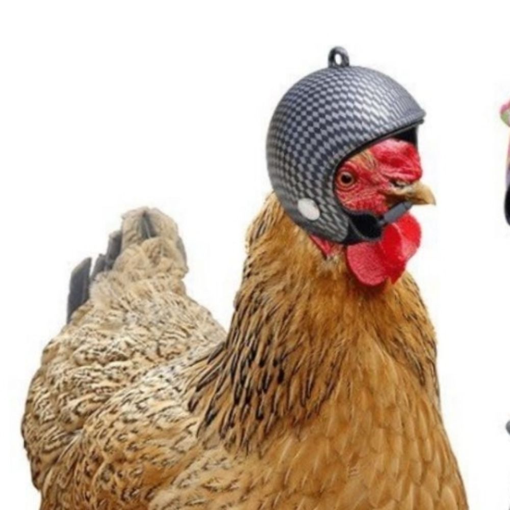 huhn mit helhm