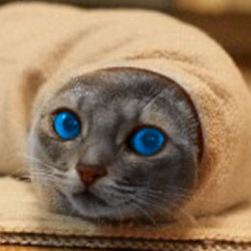 MentatCat