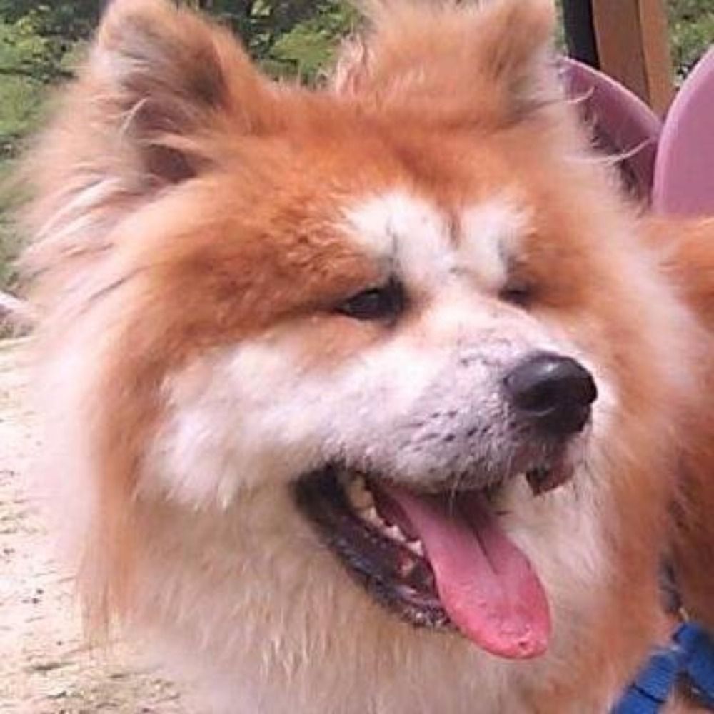 犬さん