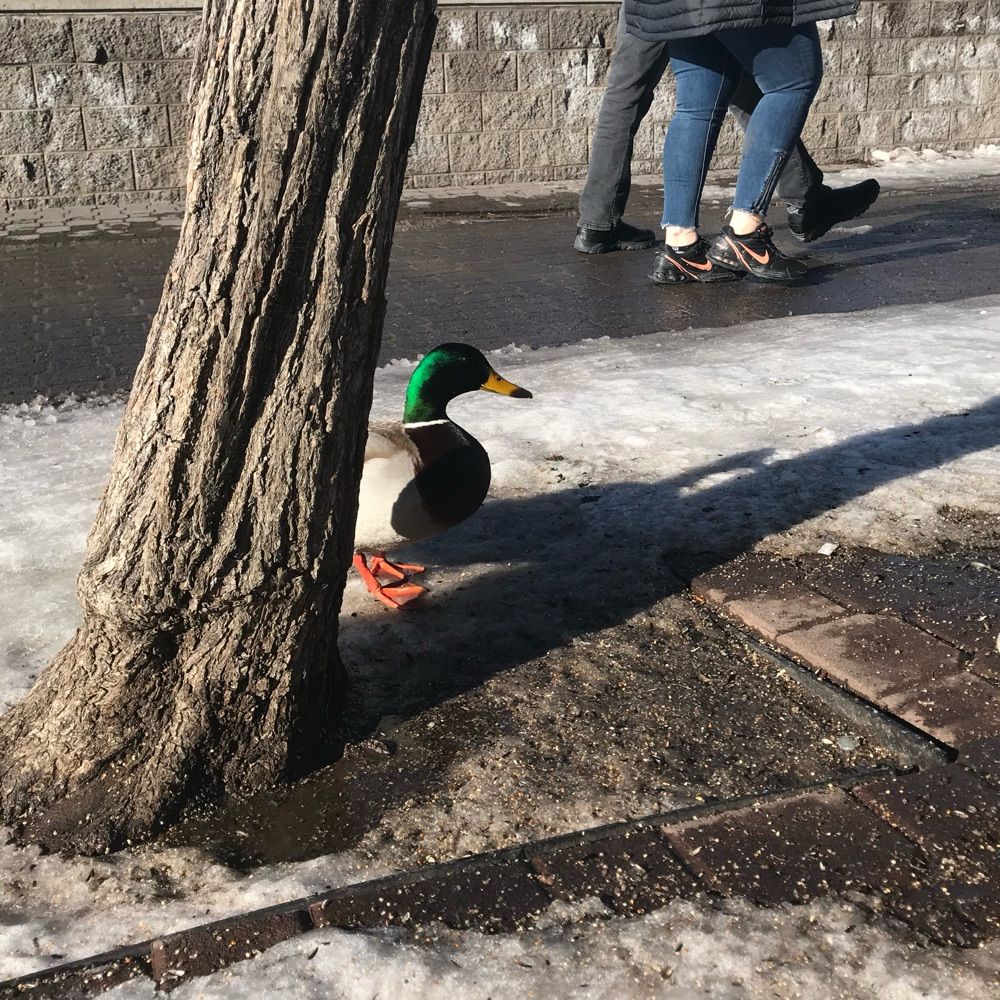 Birb Birbing Birbily