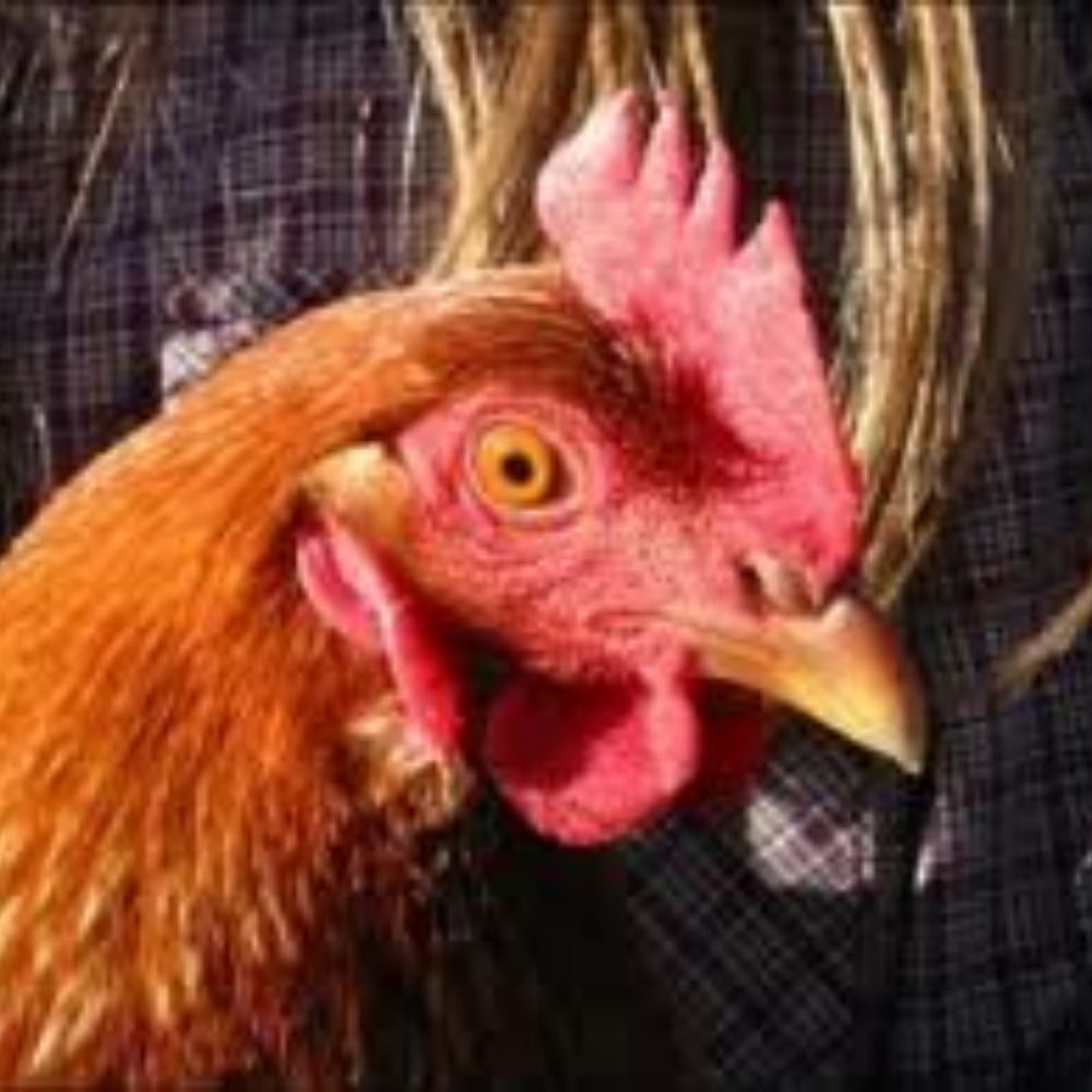 Chick3nman